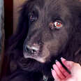 Fluffy Dog Spent 6 Years Living In The Corner Of This House