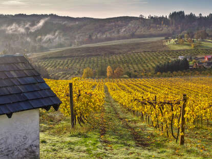 a rolling vineyard in autumn