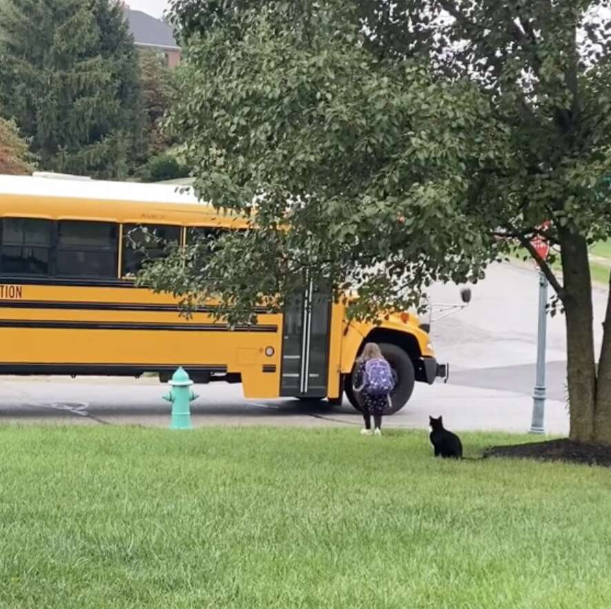 Cat waits for little girl to get on school bus