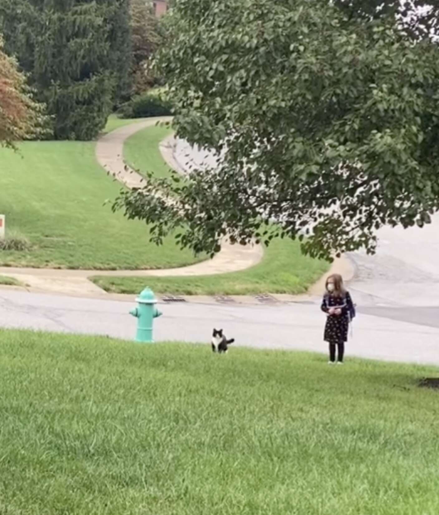 Sweet Cat Waits with Little Girl for School Bus Every Day