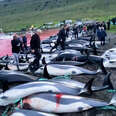 Record Number of Dolphins Killed in the Faroe Islands