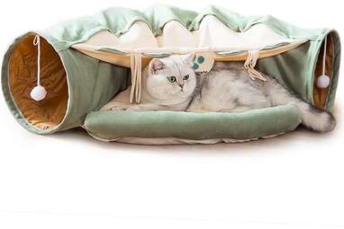 13 Things Your Cat Needs From Amazon DodoWell The Dodo