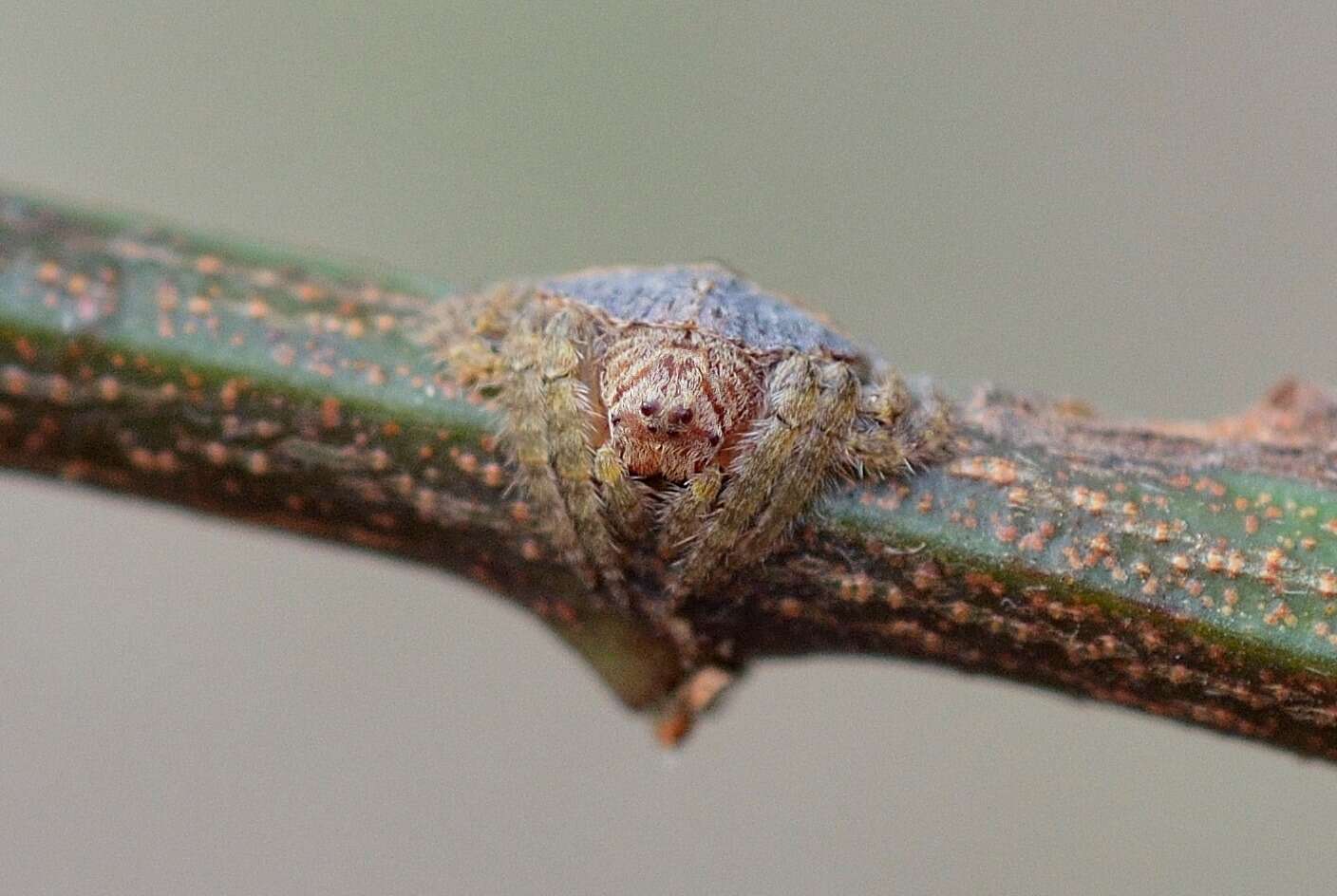 spider blends in