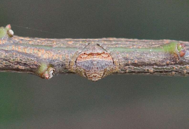 spider blends in