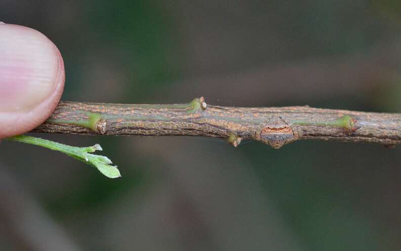 spider blends in