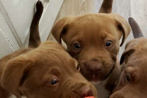 The 8 Rules To Fostering A Litter Of Tiny Puppies