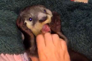 Orphaned Baby Otter Follows Kids Up From River