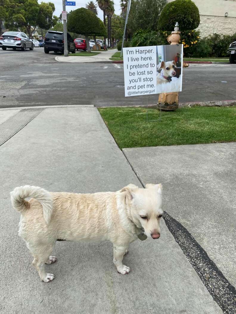 Dog pretends to be lost to get pets