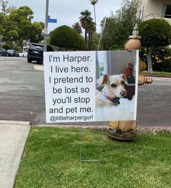 Dog has her own sign in front lawn