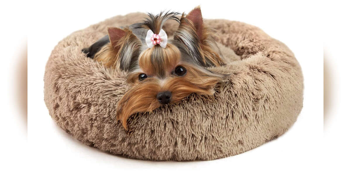 9 Best Small Dog Beds On Amazon DodoWell The Dodo