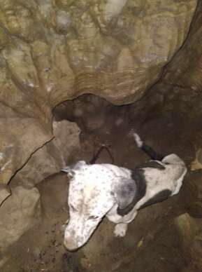 dog in cave