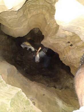 dog in cave