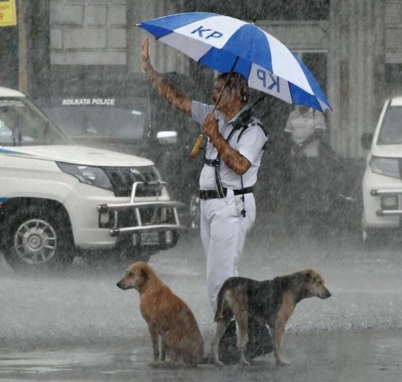 Cop protects stray dogs under his umbrella