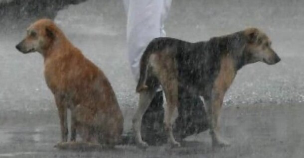 Cop Shares Umbrella With Stray Dogs During Heavy Rainstorm - The Dodo