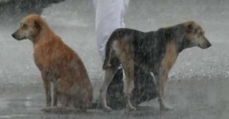 Cop Shares Umbrella With Stray Dogs During Heavy Rainstorm - The Dodo