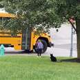 Rescue Cat Walks His Little Girl To The School Bus Every Day