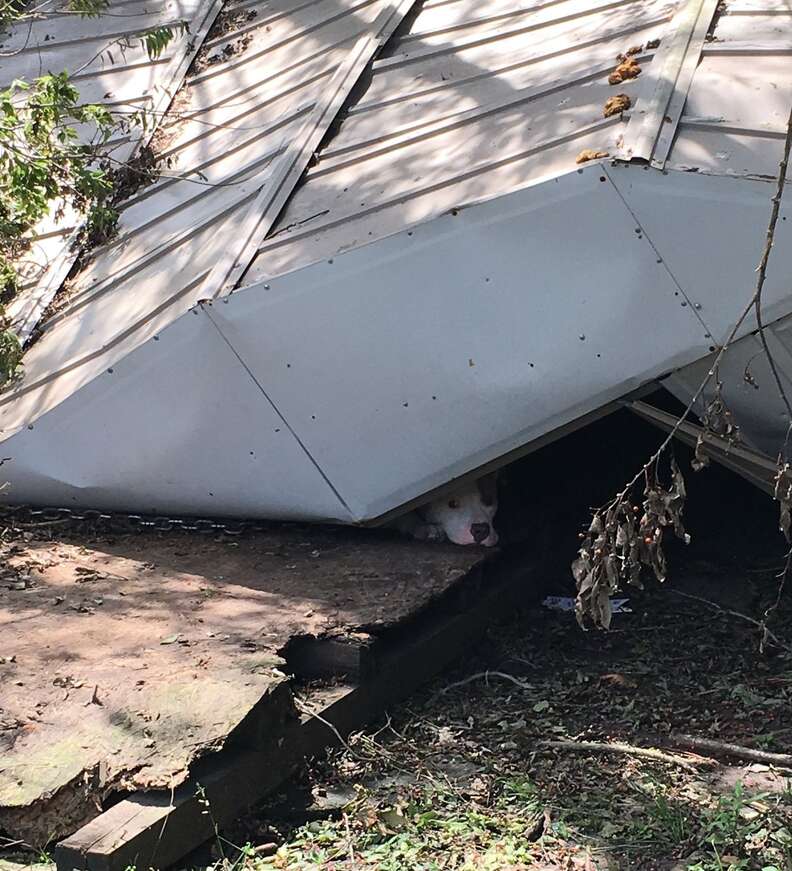 Dog trapped under shed during Hurricane Ida