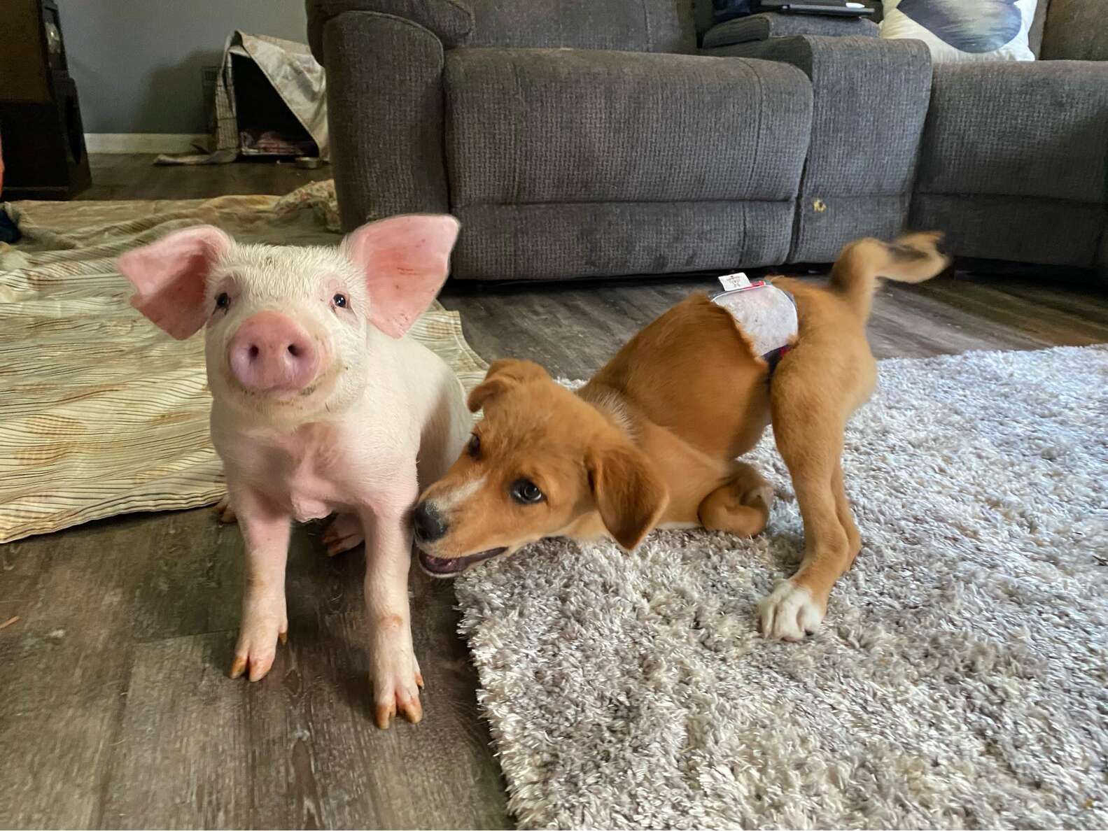 Special Needs Puppy Finds BFF in Rescue Piglet