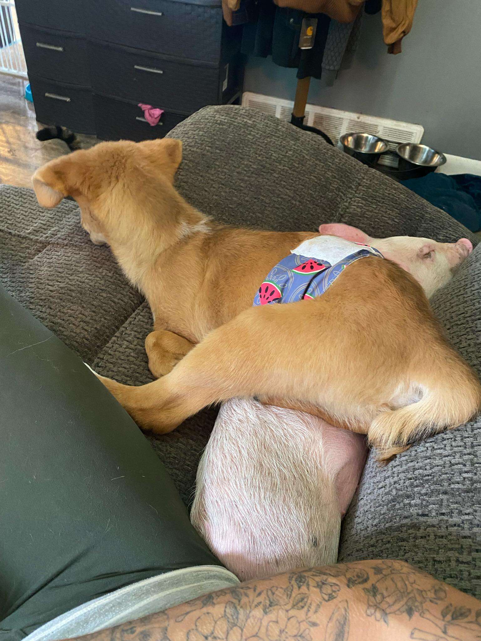 piglet and puppy