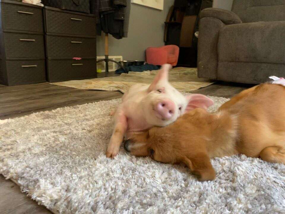 piglet and puppy