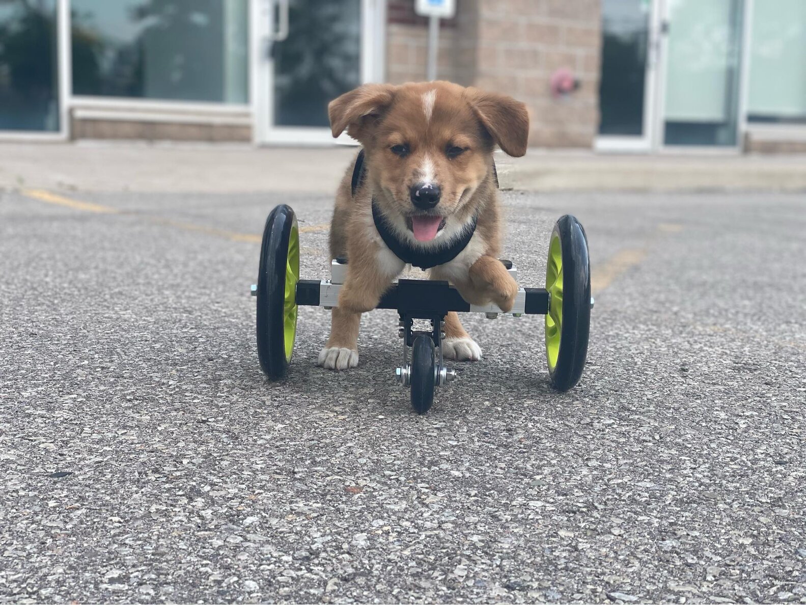 Special Needs Puppy