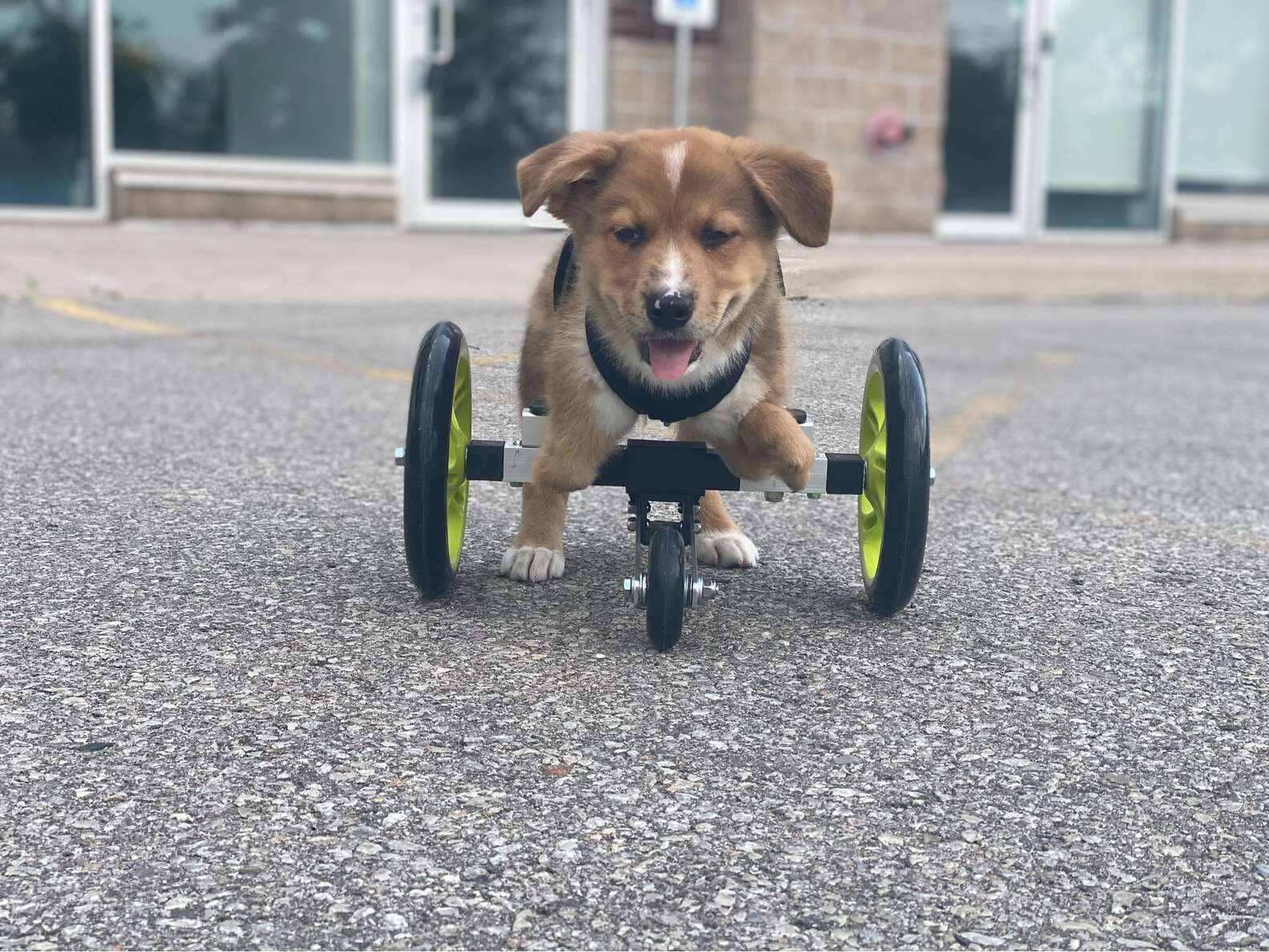 Special Needs Puppy