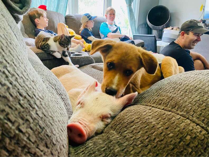 piglet and puppy