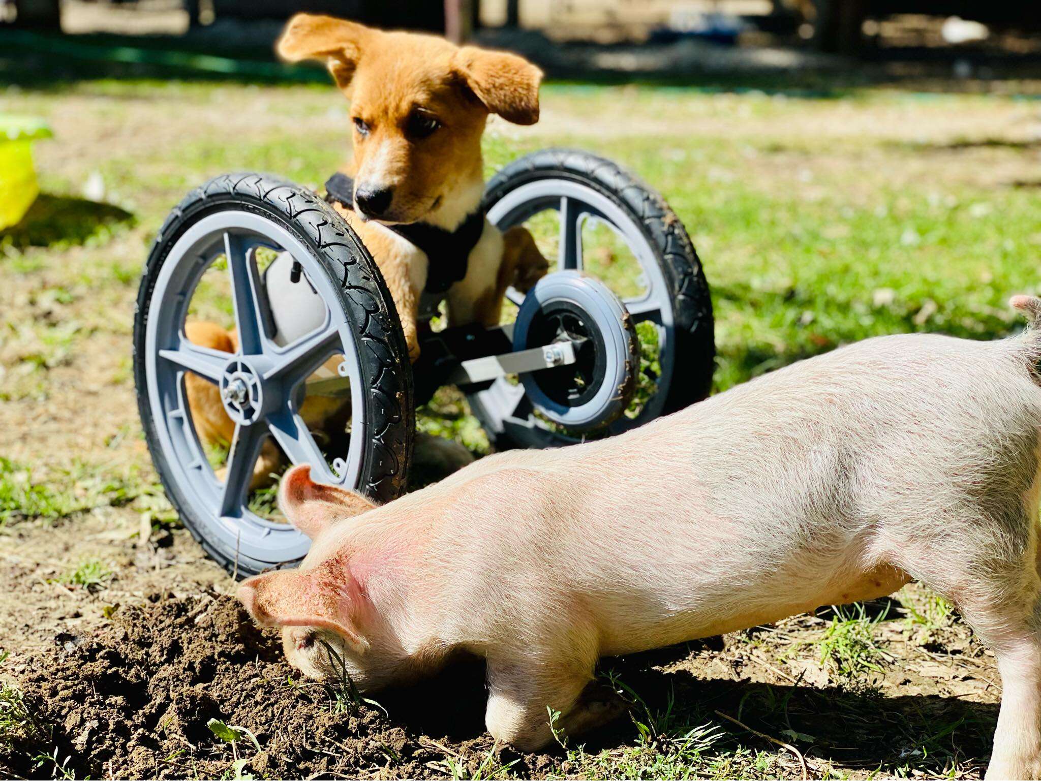 piglet and puppy