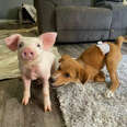 puppy and pig