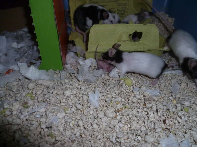 ratinho