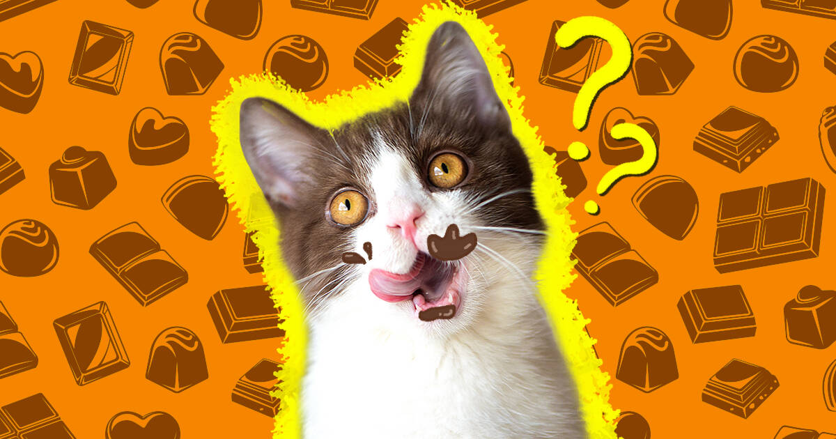 What do i do if my 2025 cat eats chocolate