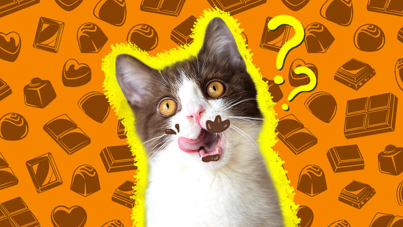 What if a 2025 cat eats chocolate