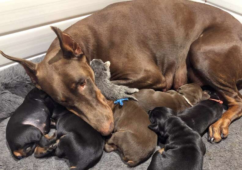 Doberman pinscher adopts orphaned kitten