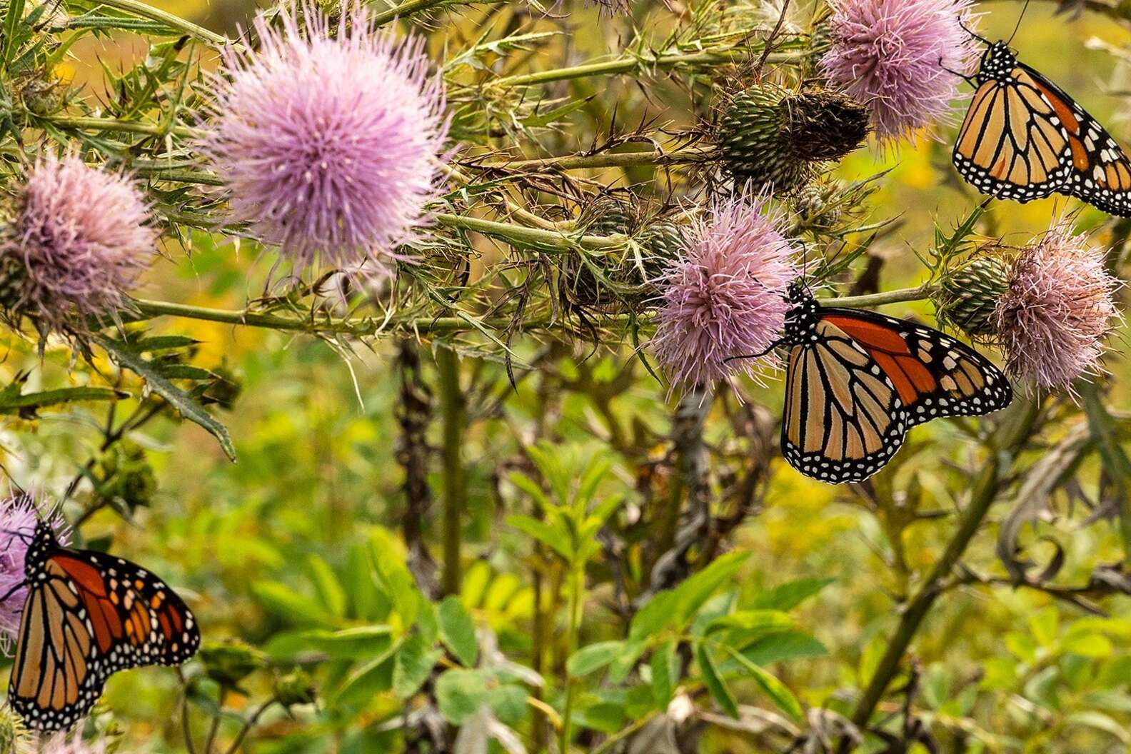 UW-Madison Arboretum