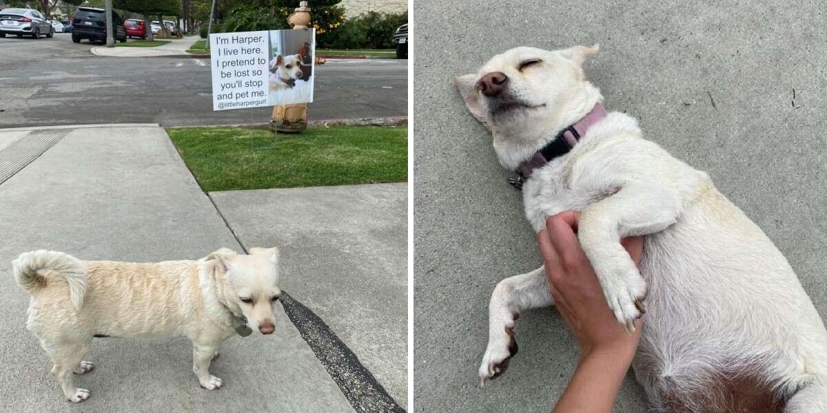 Clever Dog Pretends She's Lost To Trick People Into Giving Her Pets - The Dodo