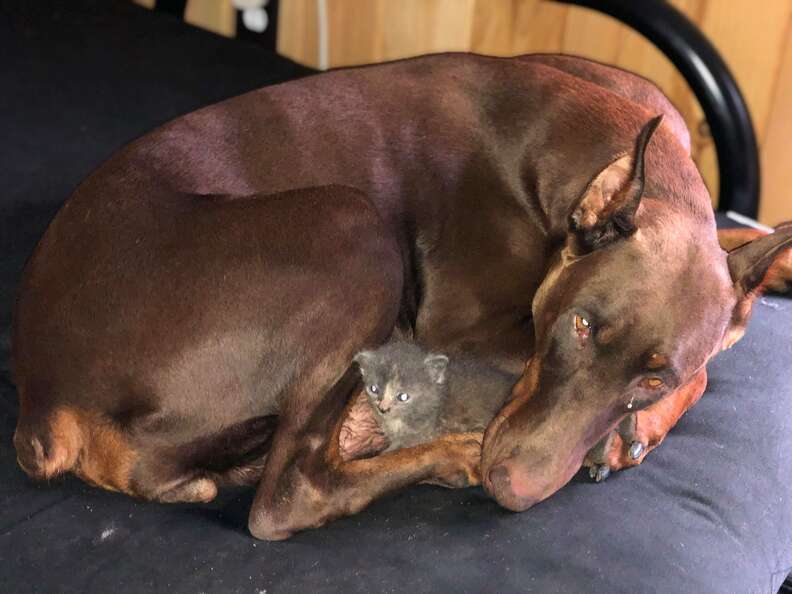 Large dog adopts tiny kitten