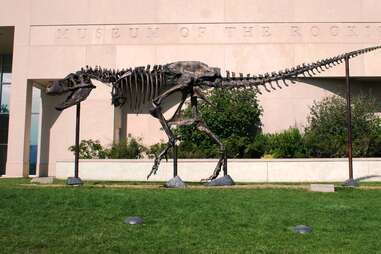 a t-rex skeleton outside a museum