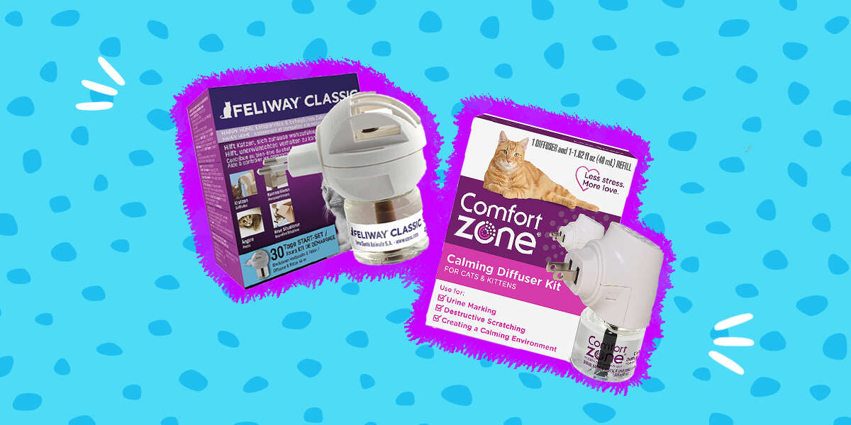 3 Best Cat Pheromone Diffusers DodoWell The Dodo