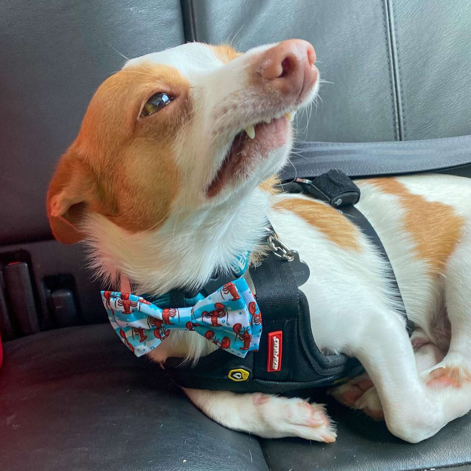 Spoiled Pup Puts up Dramatic Act After Getting Tiny 'Papercut'