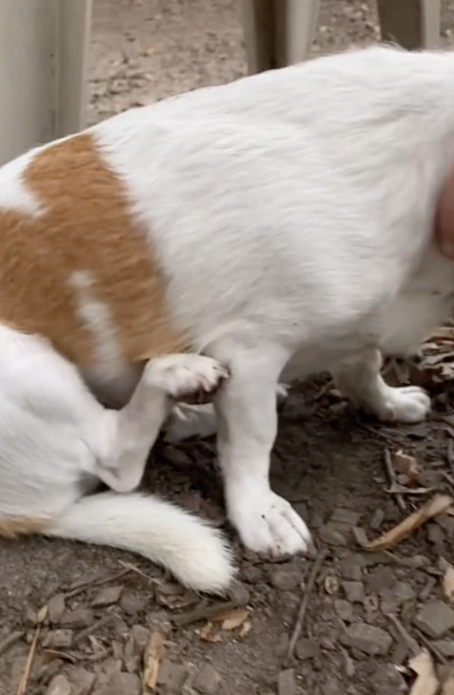 Spoiled Pup Puts up Dramatic Act After Getting Tiny 'Papercut'