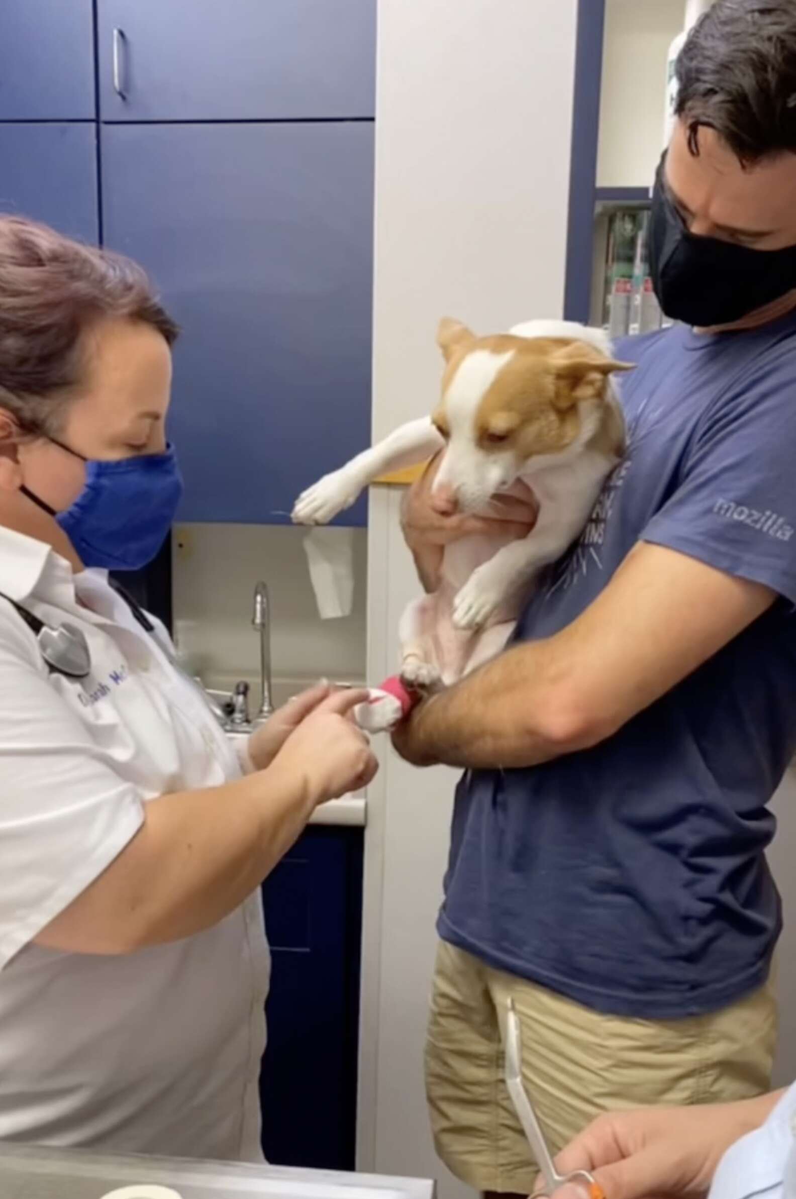 Spoiled Pup Puts up Dramatic Act After Getting Tiny 'Papercut'