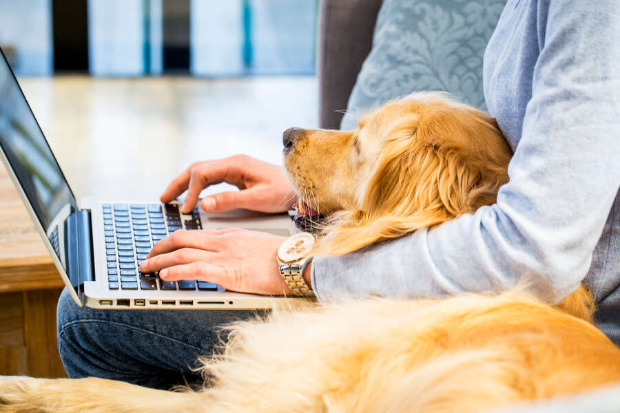 The Most Dog-Friendly Companies to Work for in the US Right Now