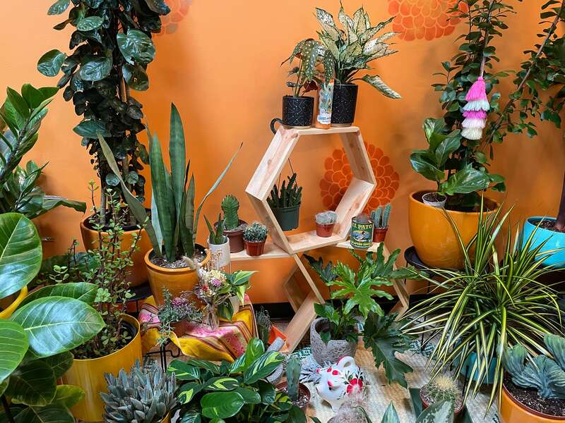 Latinx With Plants Los Angeles, CA Thrillist