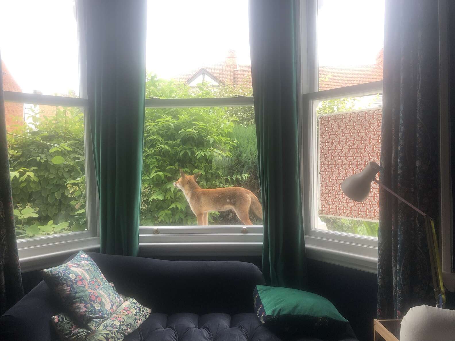 Well-Mannered Fox