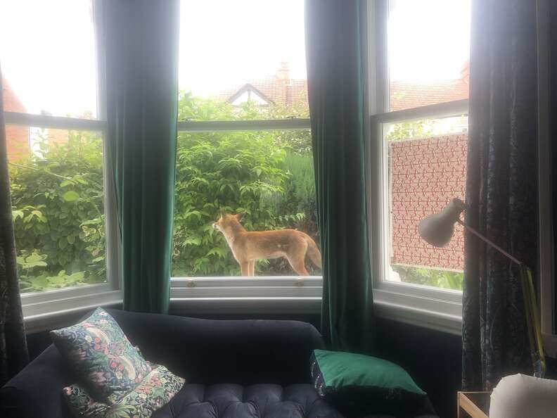 Fox visits window of home in London