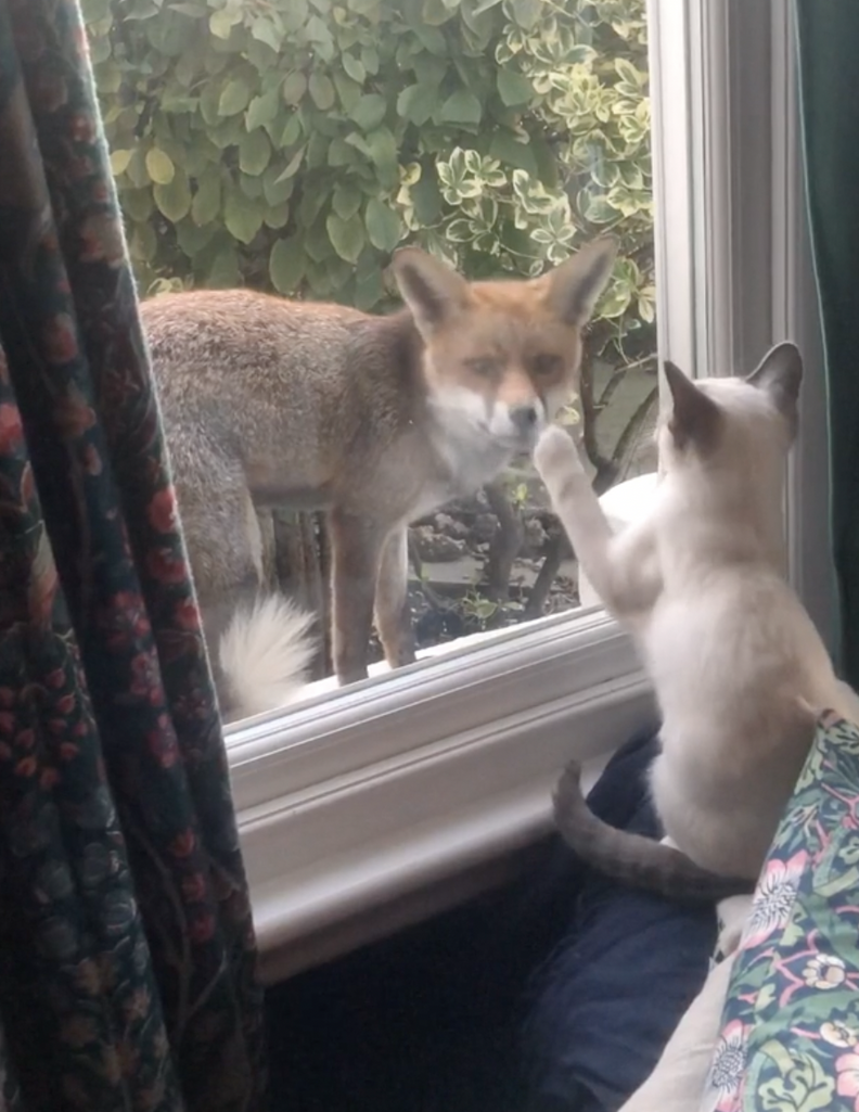 Wild Fox Befriends Little Kitten Through Window - The Dodo