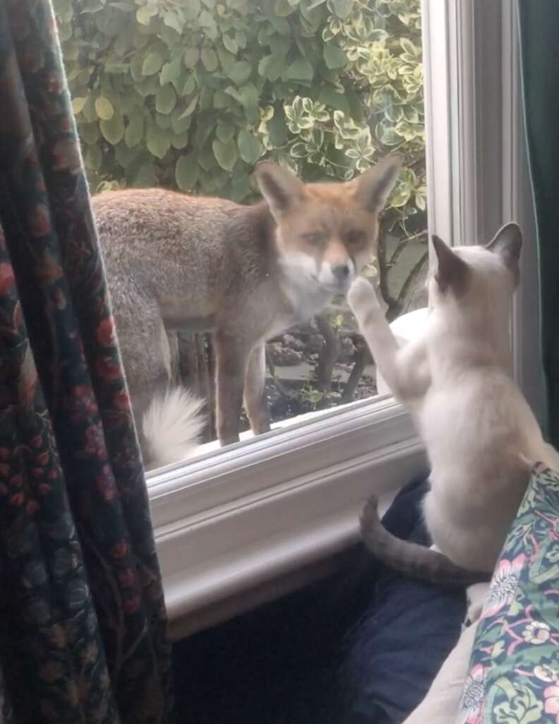 Wild fox plays with kitten through the window