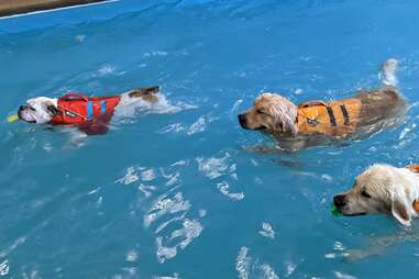 Doggy Paddle Aquatic Center for Dogs