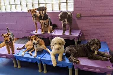 Urban Pooch Canine Life Center