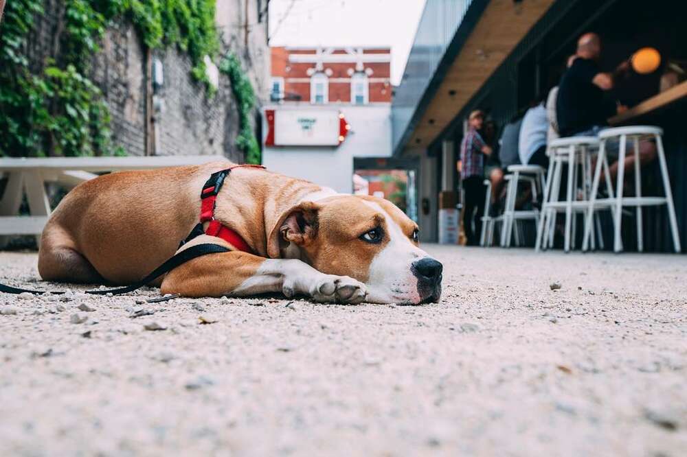 Dog Friendly Things To Do In Chicago